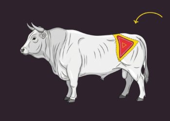 Ilustração mostrando onde fica a picanha no boi na parte traseira