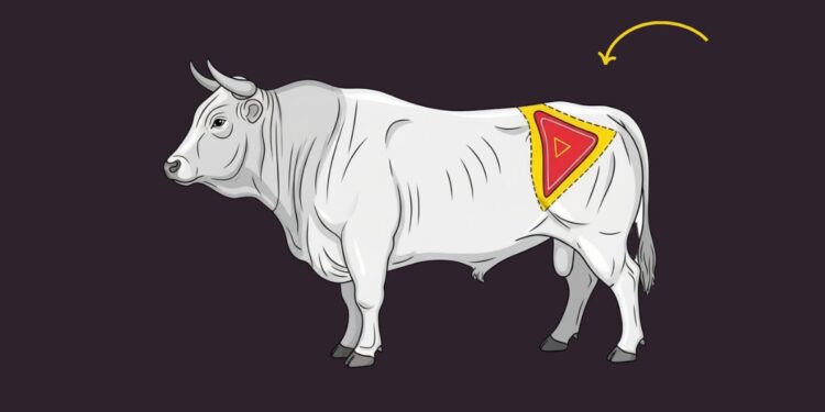 Ilustração mostrando onde fica a picanha no boi na parte traseira