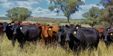 Rebanho de gado em pasto aberto durante o dia, representando o mercado pecuário e a queda no preço do boi gordo.
